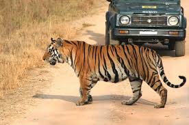 Panna Tiger Reserve Jungle Safari Tour Package
